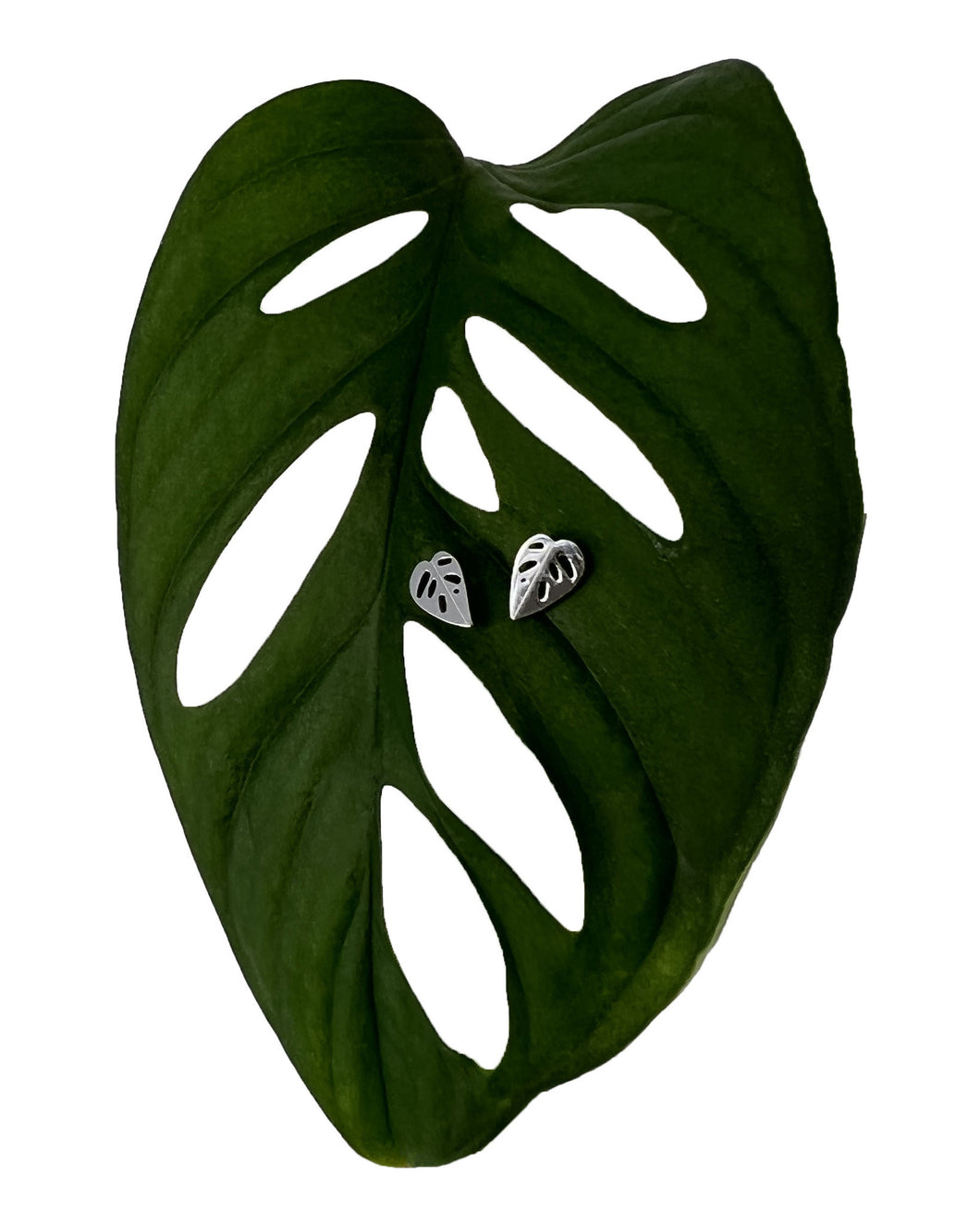 Plant Earrings - Studs Stainless Steel Monstera Adansonii