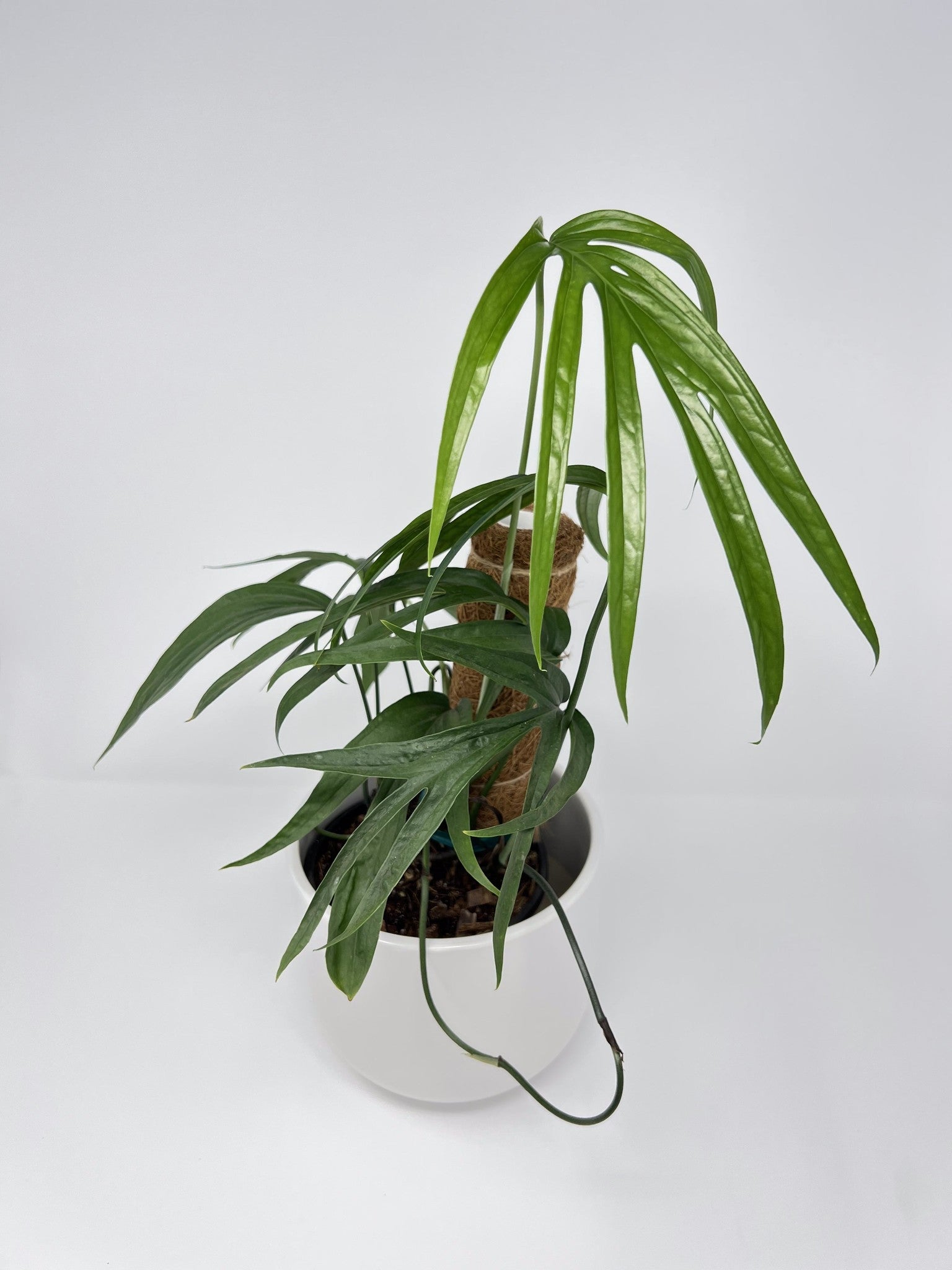 philodendron amydrium Amydrium zippelianum 6
