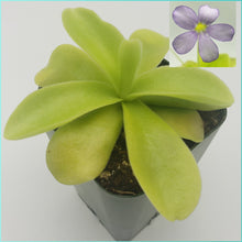 Load image into Gallery viewer, Pinguicula gigantea