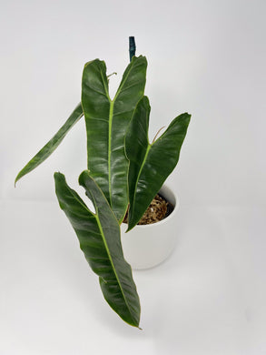 Philodendron billietiae 6