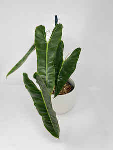 Philodendron billietiae 6" XL
