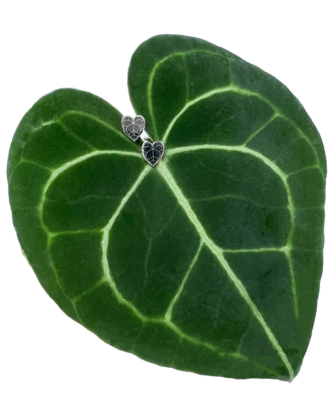 Plant Earrings - Anthurium Clarinervium Studs  Stainless Steel
