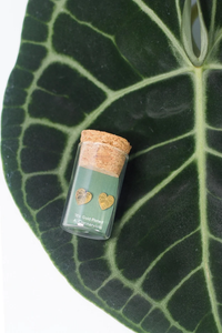 Plant Earrings - Anthurium Clarinervium Studs  18k Gold Plated