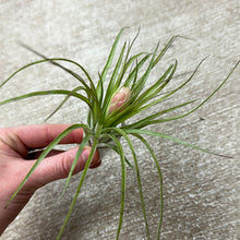 Load image into Gallery viewer, Stricta Soft Leaf 4-5&quot;