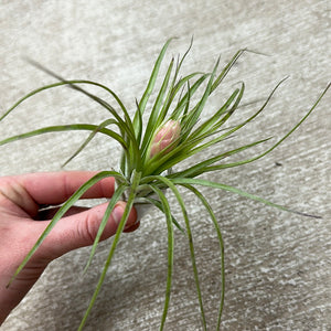 Stricta Soft Leaf 4-5"