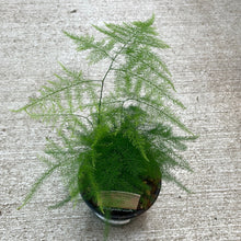 Load image into Gallery viewer, Asparagus setaceus 4&quot; - Plumosa Fern
