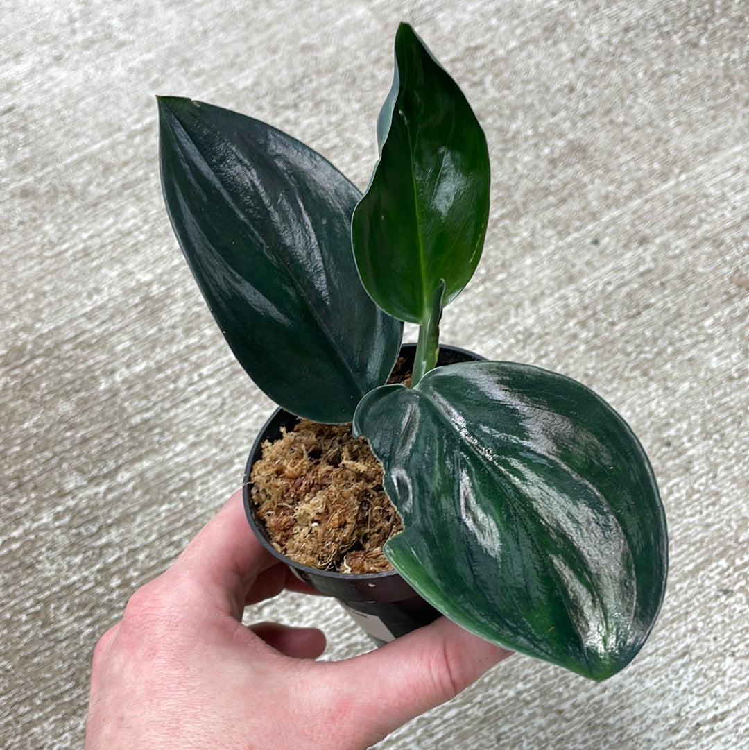 スキンダプサス Scindapsus treubii ‘Dark Yellow’ Scindapsus treubii dark form 2