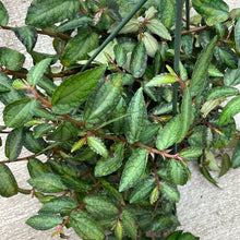 Load image into Gallery viewer, Pellonia repens 8&quot; HB