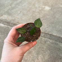 Load image into Gallery viewer, Hoya sp. 2&quot; - Assorted Hoya