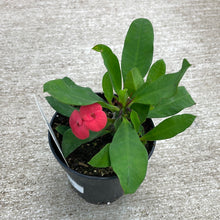Load image into Gallery viewer, Euphorbia milii 4&quot; - Crown of Thorns - Assorted