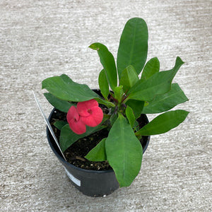 Euphorbia milii 4" - Crown of Thorns - Assorted