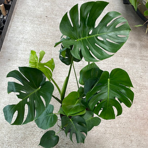large philodendron monstera Monstera deliciosa 8"