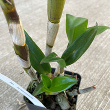 Load image into Gallery viewer, Dendrobium &#39;Jaq-Hawaii Uniwai Mist&#39;