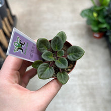 Load image into Gallery viewer, Saintapaulia sp. 2&quot; -Collector/Speciality African Violet