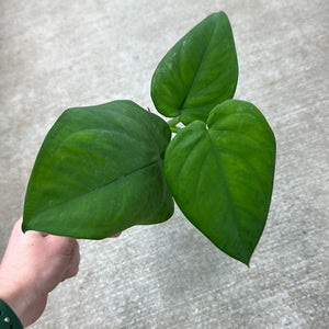 Syngonium Chiapense 4"
