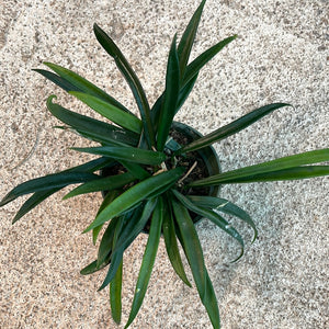 Hoya Kentiana 4"