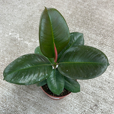 Ficus sp. Sofia 4