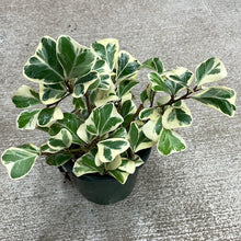 Load image into Gallery viewer, Ficus Triangularis Variegated 4&quot;