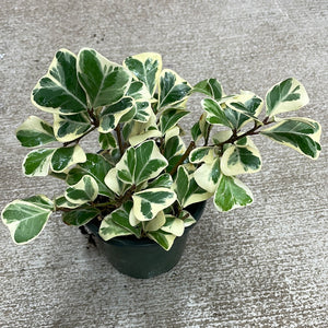 Ficus Triangularis Variegated 4"