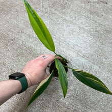Load image into Gallery viewer, Epipremnum amplissimum variegata &#39;Cup C&#39;