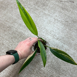 Epipremnum amplissimum variegata 'Cup C'
