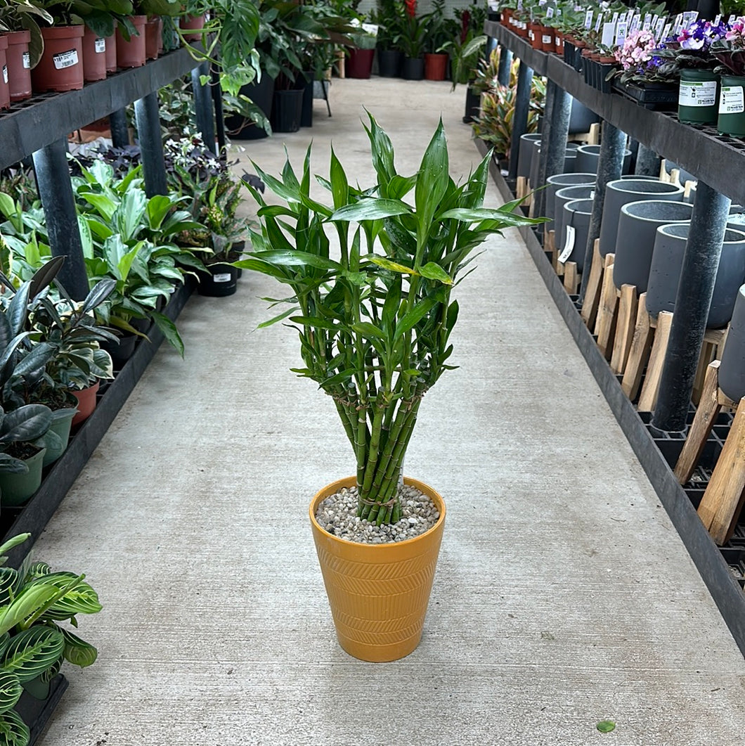 Lucky Bamboo Arrangement 7