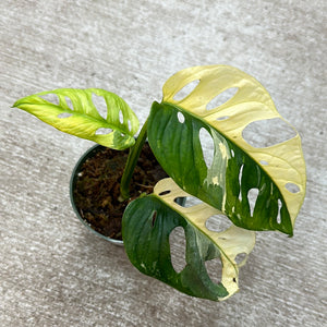 Monstera Adansonii Variegata Aurea 4" Plant C
