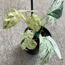 Load image into Gallery viewer, Epipremnum pinnatum marble variegata 3&quot;