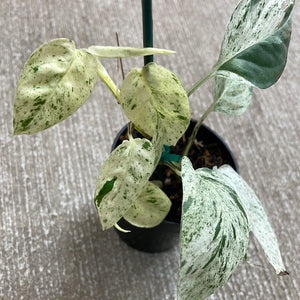 Epipremnum pinnatum marble variegata 3"