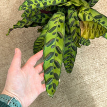 Load image into Gallery viewer, Calathea lancifolia 8&quot; - Rattlesnake Calathea