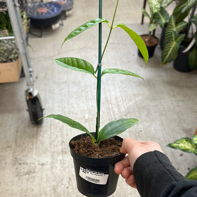Hoya campanulata 4