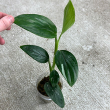 Load image into Gallery viewer, Monstera standleyana aurea variegata 4&quot;