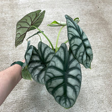 Load image into Gallery viewer, Alocasia Silver Dragon 4&quot;
