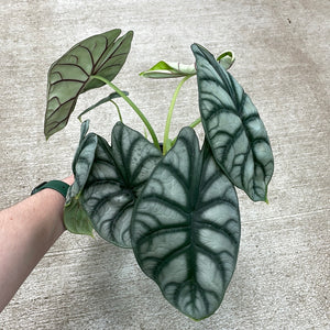 Alocasia Silver Dragon 4"