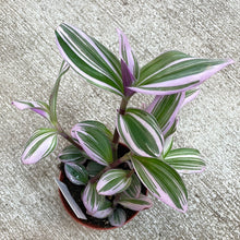 Load image into Gallery viewer, Tradescantia &#39;Nanouk&#39; 4&quot;