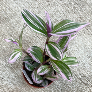 Tradescantia 'Nanouk' 4"