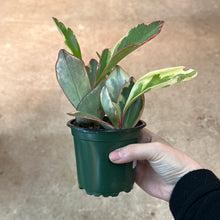 Load image into Gallery viewer, Peperomia Ginny 4&quot;