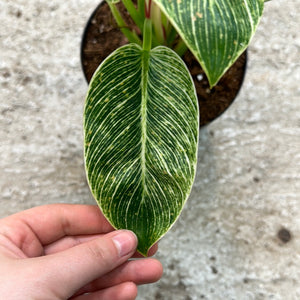 Philodendron Birkin 6"