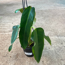Load image into Gallery viewer, Philodendron Spiritus Sancti TC 4&quot;