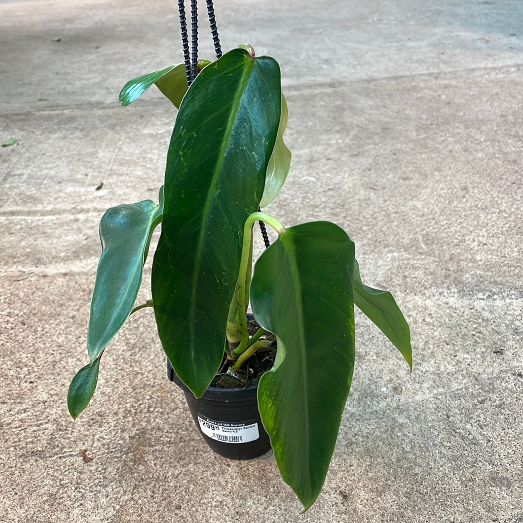 Philodendron Spiritus Sancti TC 4