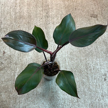 Load image into Gallery viewer, Philodendron &#39;White Knight&#39; Cup