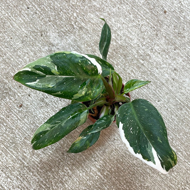 Philodendron 'White Princess'  2