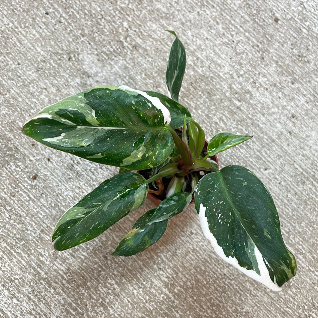 Philodendron 'White Princess'  2