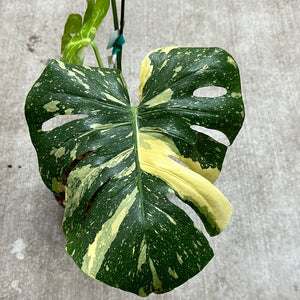 Monstera Thai Constellation Large 6" - Plant "E"