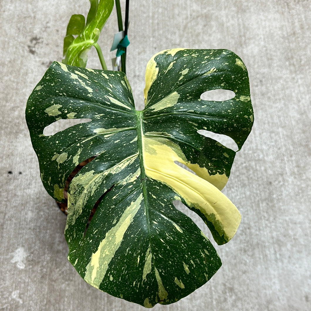 Monstera Thai Constellation Large 6