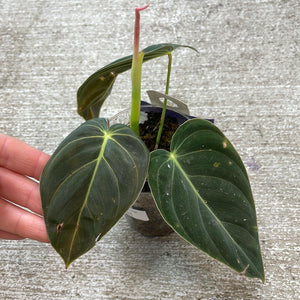 Philodendron Melanochrysum Cup