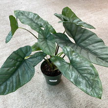 Load image into Gallery viewer, Alocasia sp. Corazon 6&quot;