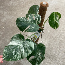 Load image into Gallery viewer, Monstera Albo 6&quot; - Plant D