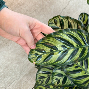 Calathea Makoyana 8"