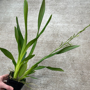 Mtdm. Pacific Paragon